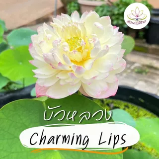 ชามมิ่งลิปส์ CHARMING LIPS ปลูกง่าย ดอกสวย ดอกดก เสริมฮวงจุ้ยบ้าน