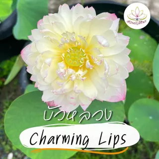 ชามมิ่งลิปส์ CHARMING LIPS ปลูกง่าย ดอกสวย ดอกดก เสริมฮวงจุ้ยบ้าน