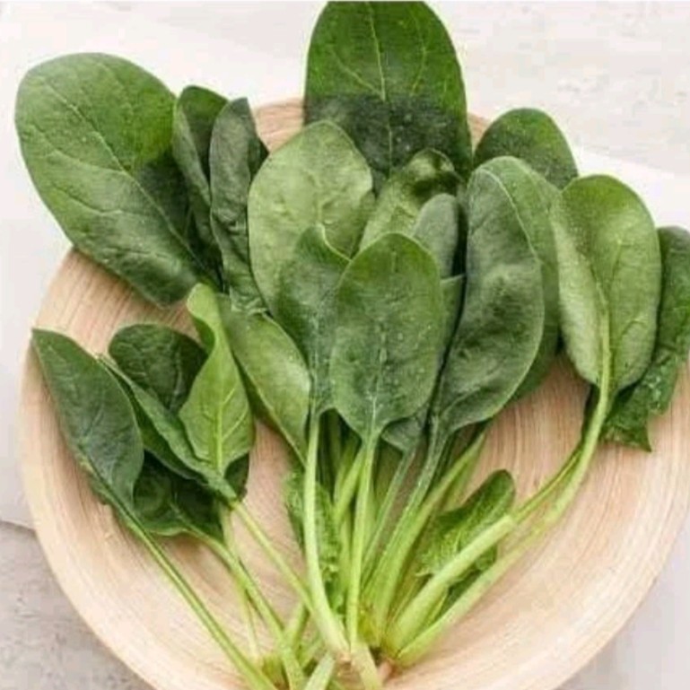 500 เมล็ด ปวยเล้ง (Spinach) เมล็ดปวยเล้ง รูปที่ 3