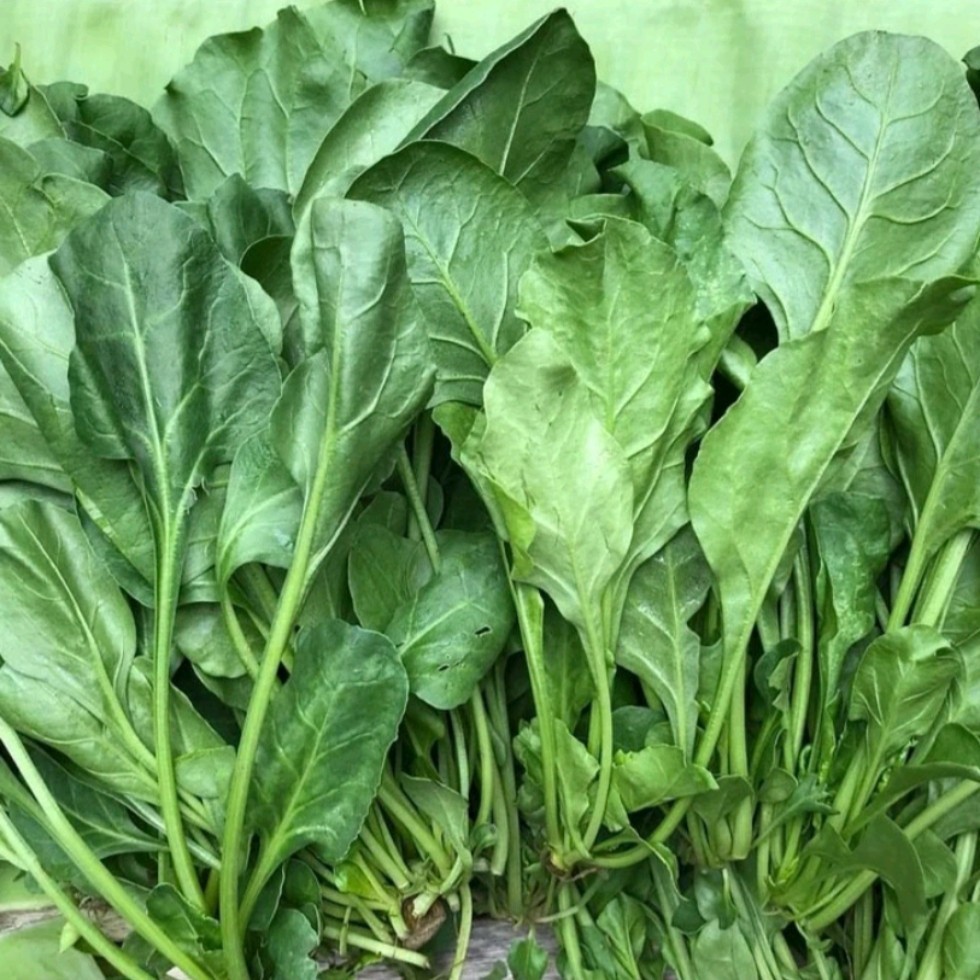 500 เมล็ด ปวยเล้ง (Spinach) เมล็ดปวยเล้ง รูปที่ 5