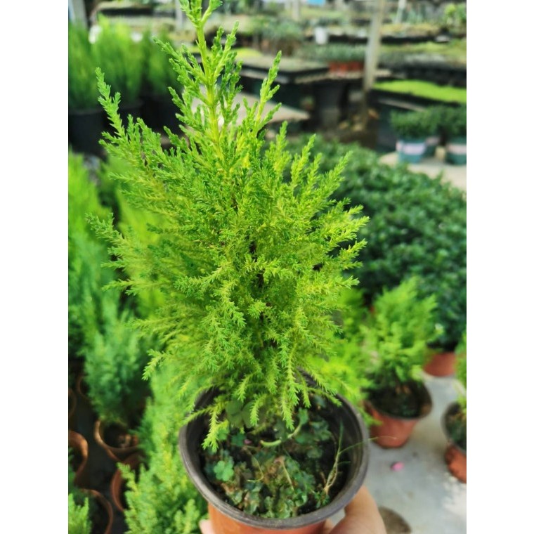 สนเลม่อน มีหลายขนาด กลิ่นหอมมาก Lemon Cypress Collection