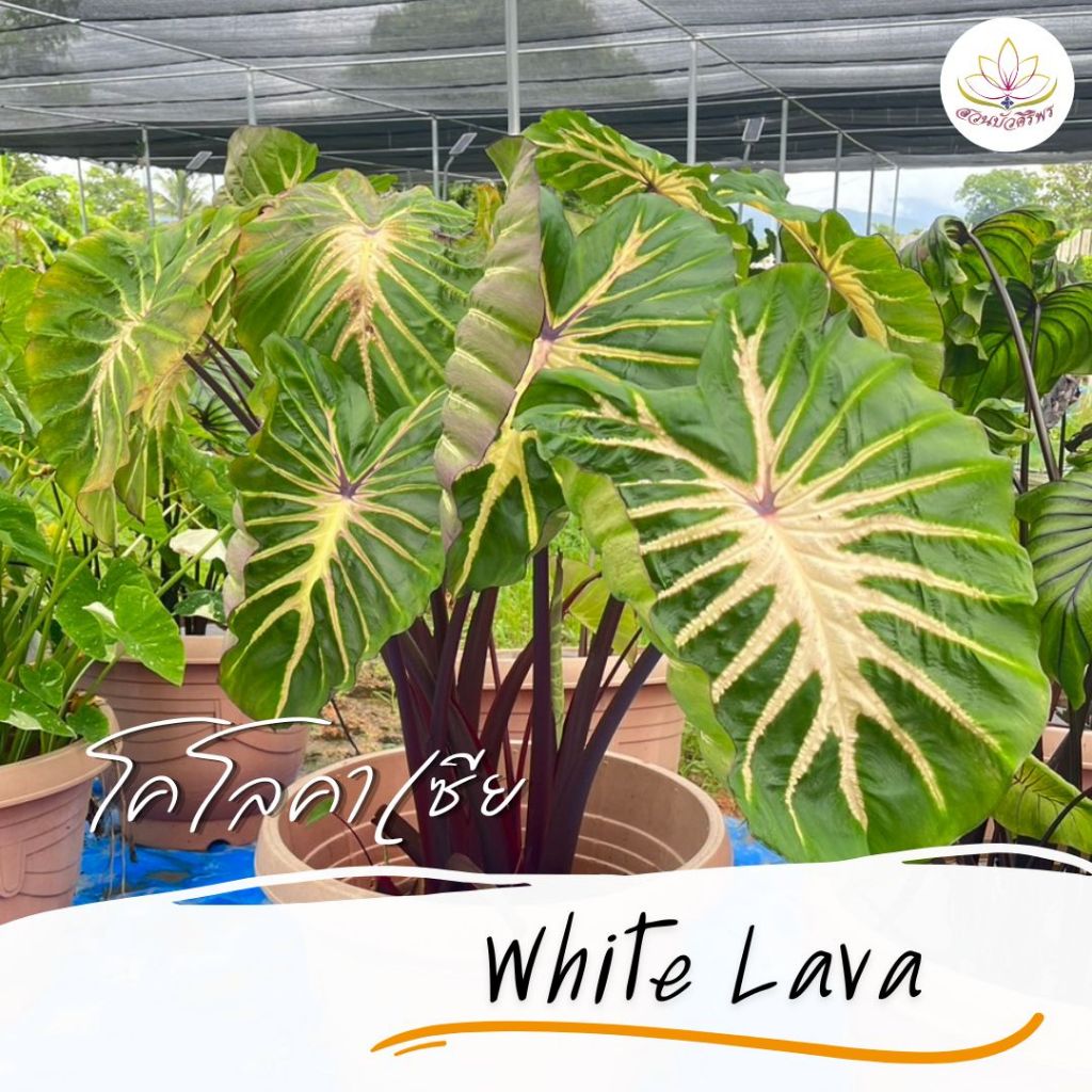 โคโลคาเซีย ไวท์ลาวา Colocasia 'White Lava'