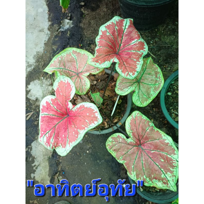 อาทิตย์อุทัยบอนสี เป็นบอนสีใบสีชมพูขอบขาวกระดูกเขียวไซส์เอส ส่งกระถาง3-4นิ้ว(13/2/67)