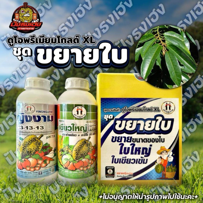 ชุดขยายใบ เขียวใหญ่พลัส + 13-13-13 ขยายขนาดใบ ใบเขียว ใบเข้ม บำรุงต้นให้ต้นสมบูรณ์แข็งแรง