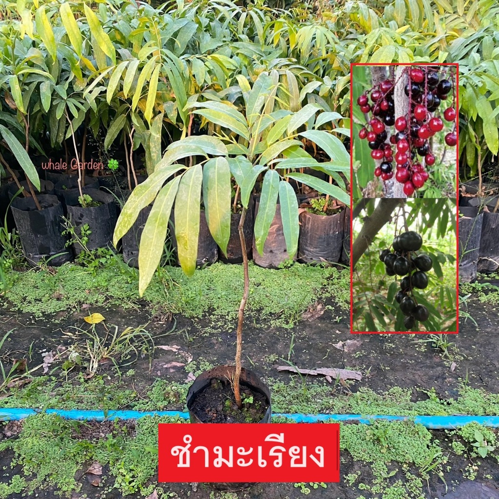 ต้นชำมะเรียง ชำมะเรียง (Lepisanthes fruticosa) ไม้ยืนต้นขนาดเล็ก มีสรรพคุณทางยา (รับประกัน ส่งใหม่ฟรี หากสินค้าเเสียหาย)