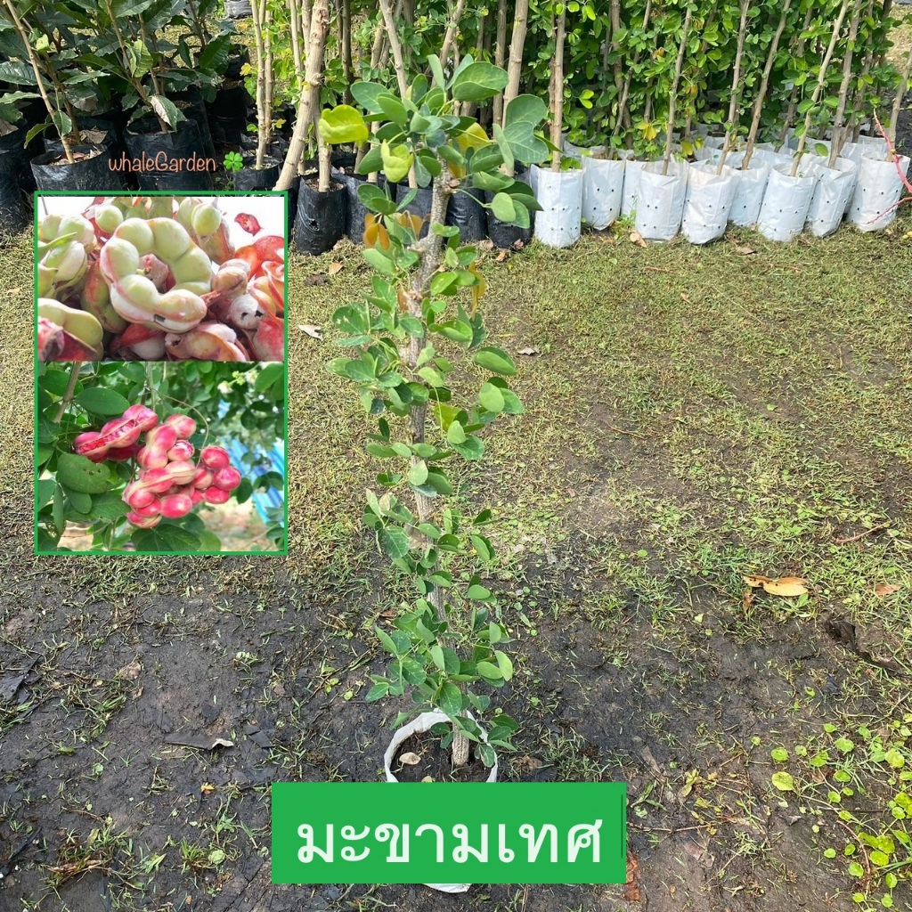 ต้นมะขามเทศ มะขามเทศ พันธุ์สีชมพู (manila tamarind) กิ่งตอน ให้ผลเร็ว1ปี ต้นสูง (รับประกัน ส่งใหม่ฟรี หากสินค้าเเสียหาย)