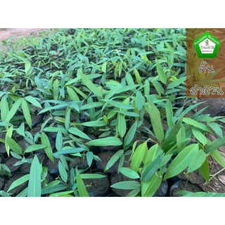 ต้นลำดวน พร้อมปลูก🌼 🌿 สินค้าเสียหาย แจ้งทางร้านได้เลยจ้า