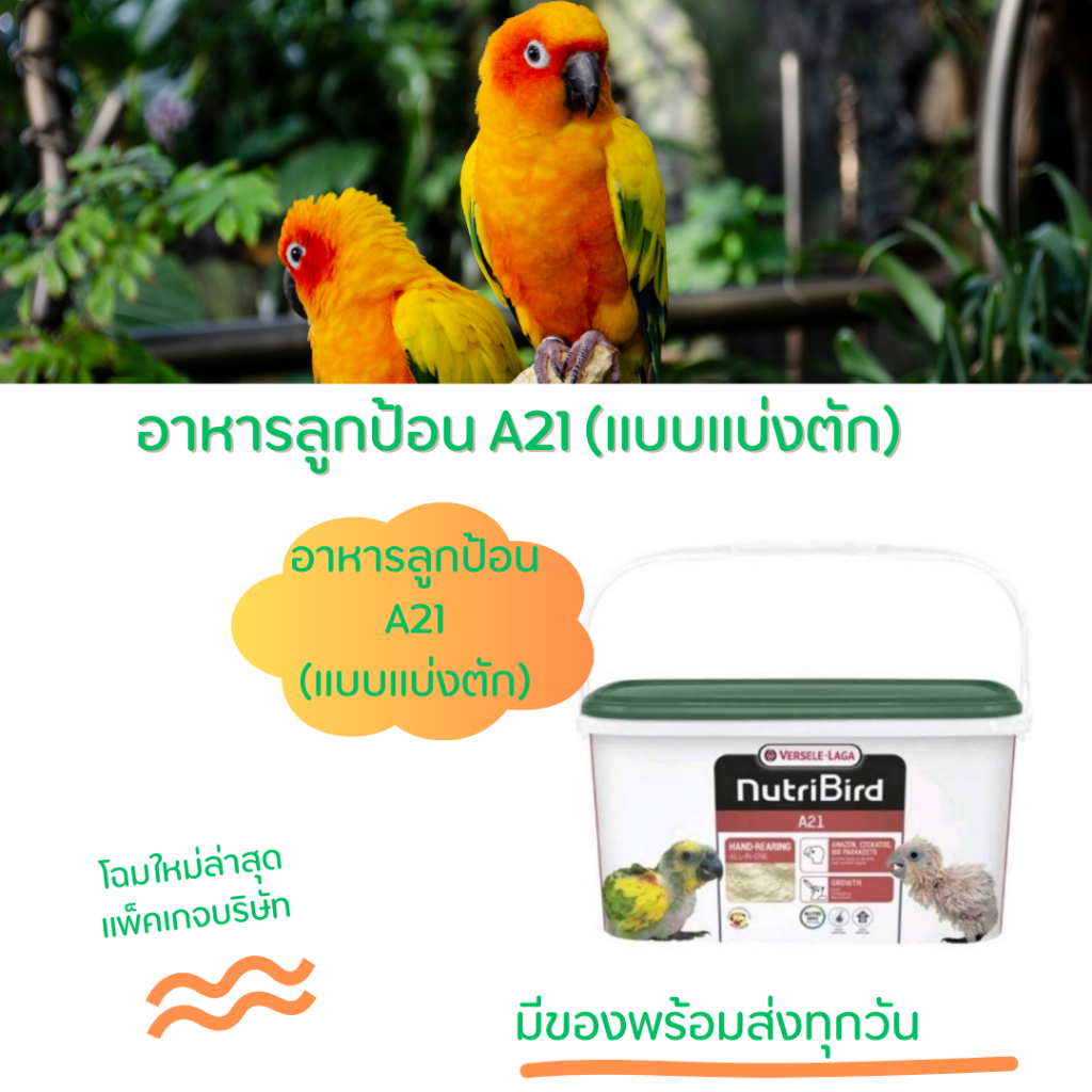 อาหารลูกป้อน นูทีเอ21สูตรทั่วไปและเอ19สุดไขมันสูงทำให้หนูอ้วนง่าย