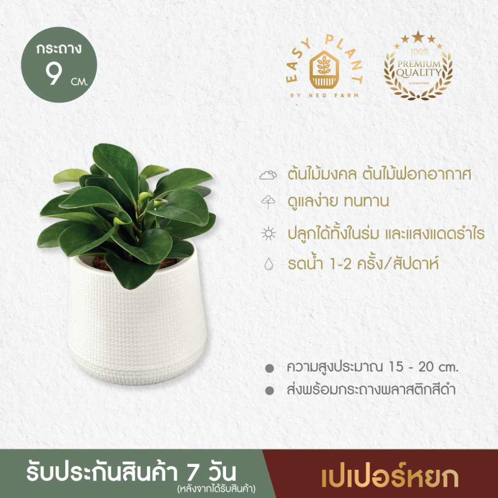 เปเปอร์หยก เปเปอร์โรเมีย🪴ใบสวยใบเงา🪴ต้นไม้มินิมอล🪴ต้นไม้น่ารัก🪴ต้นไม้ฟอกอากาศ🪴ไม้มงคล🪴ไม้อึดทน  - easyplant