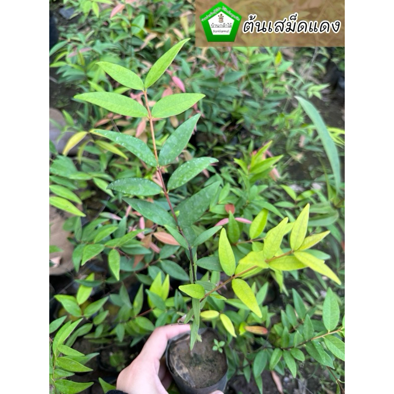 ต้นเสม็ดแดง ผักแม็ก 🎉ต้นแข็งแรง 🌿 สินค้าเสียหาย แจ้งทางร้านได้เลยจ้า