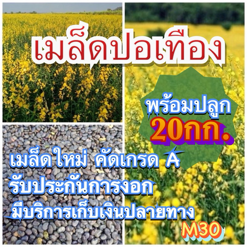 ปอเทือง 20 กิโลกรัม(พร้อมปลูก+คัดเมล็ดเกรดA)ใส่กระสอบ