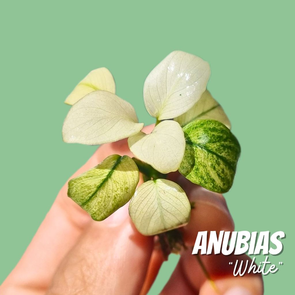 อนูเบียสไวท์ / นานา 'ไวท์' (Anubias White) ต้นไม้น้ำ