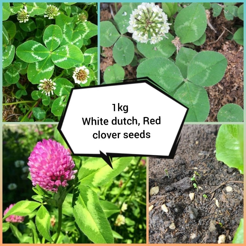 เมล็ดโคลเวอร์ขาว, โคลเวอร์แดง [100-500 กรัม] White Dutch, Red Clover Seeds [100-500 gram] Cover crop