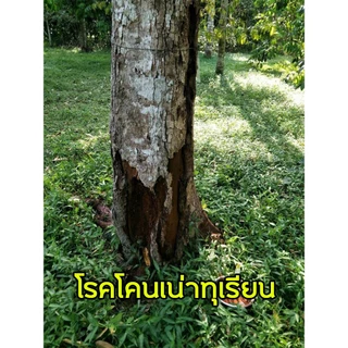 แบคเคียว (โพรพาโมคาร์ปไฮโดคลอไรด์+เมทาแลคซิล) กำจัดเชื้อรา โรคเน่าคอดิน รากเน่าโคนเน่า โรคใบไหม้ทุเรียน ( 1 กิโลกรัม )