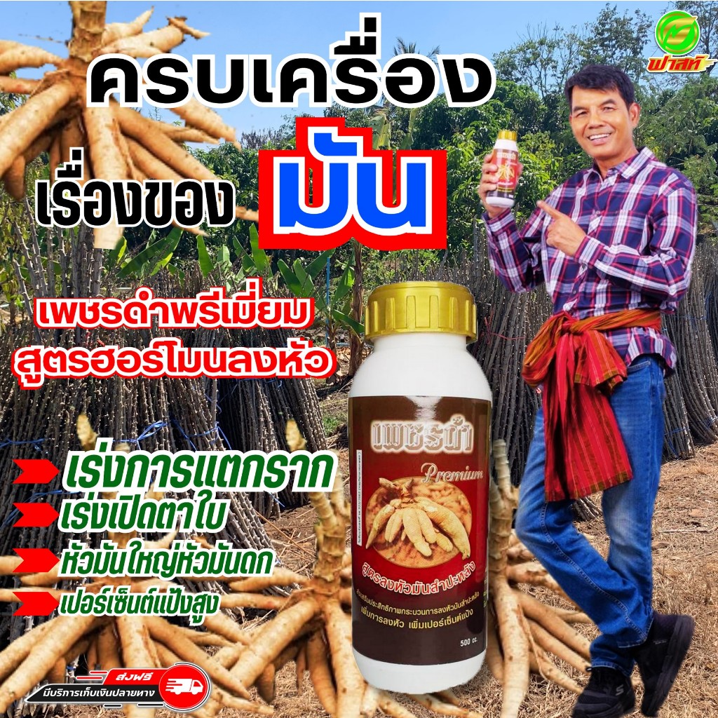 บำรุงมันสำปะหลัง เพิ่มขนาดหัวมัน เพิ่มเปอร์เซ็นต์แป้ง เพชรดำลงหัวพรีเมี่ยม ขนาด500CC เซตการันตี