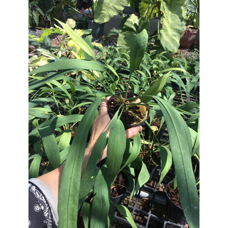 ต้นหน้าวัวใบเนคไท (Anthurium Vittarifolium) กระถาง 4 นิ้ว