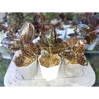 Anoectochllus Sp.ว่านนกคุ้มไฟ​/Jewel​ orchid​/กล้วยไม้ดิน​ ใบดำตัดกับเส้นสีแดงส้ม #ไม้จัดตู้​จัดสวน​ #terrarium​