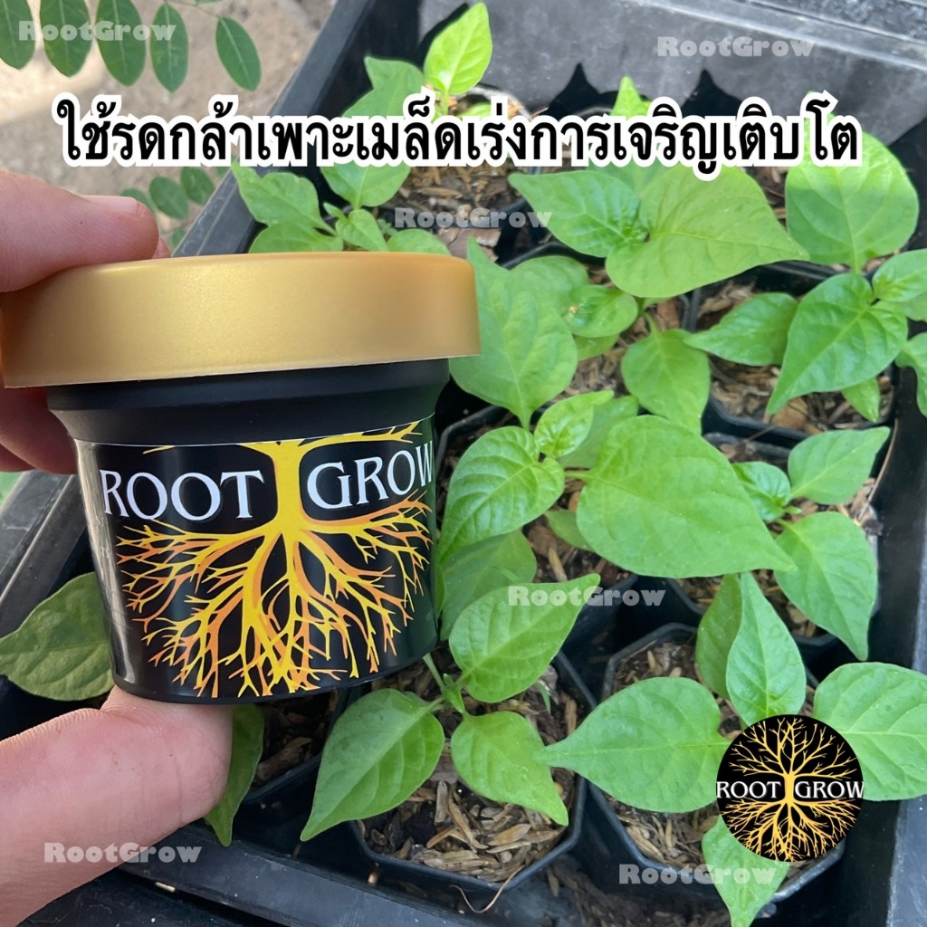 ผงเร่งราก RootGrow 🔥โปรโมชั่น [แถมฟรี!! ช้อนตวง/คู่มือ] * - ปักชำติดทุกกิ่งปลอดภัย100%// 100กรัม - รูปที่ 6