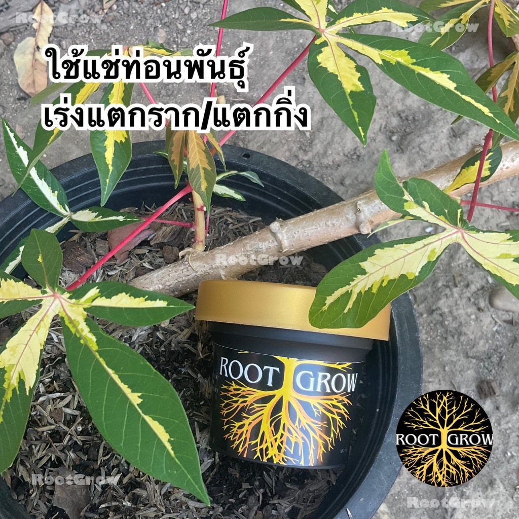 ผงเร่งราก RootGrow 🔥โปรโมชั่น [แถมฟรี!! ช้อนตวง/คู่มือ] * - ปักชำติดทุกกิ่งปลอดภัย100%// 100กรัม - รูปที่ 4