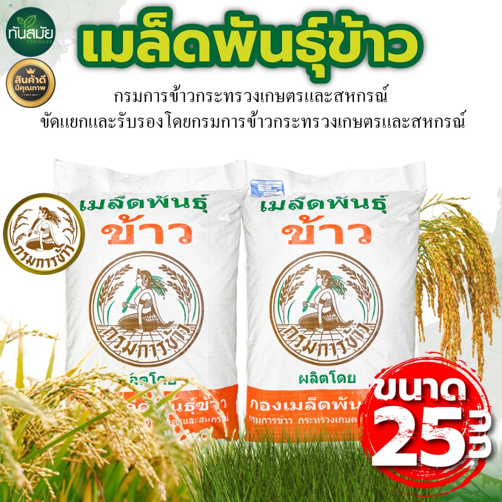 เมล็ดพันธุ์ พันธุ์ข้าวหอมมะลิแท้ ข้าวปลูก (จากกรมการข้าว100%) ตรากรมการข้าว พันธุ์ข้าวหอมมะลิ105 กข.