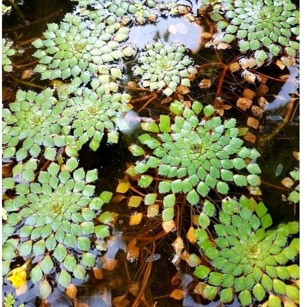 🥀กระจับเเก้ววว🥀ใบสวยๆให้น้องปลาพักอาศัย🥀จัดสวนก็สวยนะ🥀4แถม1💕