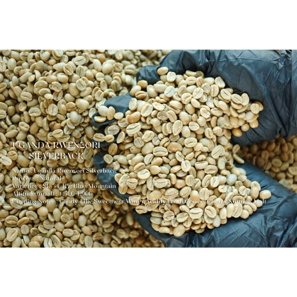 เมล็ดกาแฟดิบ Uganda Rwenzori Silverback ( DAY ONE COFFEE )