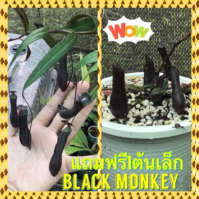 ต้นหม้อข้าวหม้อแกลงลิง ต้นหม้อข้าวหม้อแกงลิงดำ