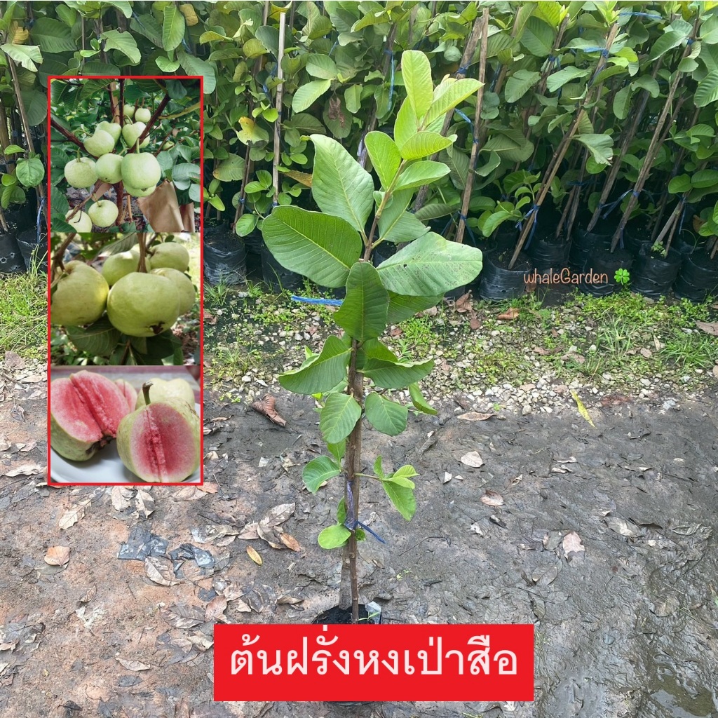 ต้นฝรั่ง พันธุ์ ฝรั่งหงเป่าสือ กิ่งตอน พร้อมติดดอก ให้ผลเร็ว (Guava) ฝรั่ง (รับประกัน ส่งใหม่ฟรี หากสินค้าเเสียหาย!!)