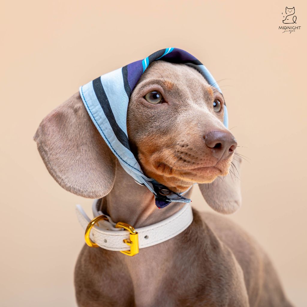 Midnight Layer - Stripy Collection - ผ้าพันคอสัตว์เลี้ยง (Navy)