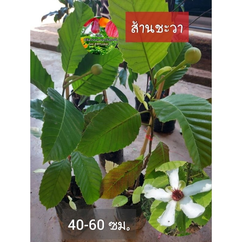 ต้นส้านชะวาขาว ขนาดต้น 40-60 ซม. ส้านชะวา ดอกสีขาว