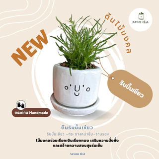 ต้นไม้มงคล พร้อมกระถางลายหน้ายิ้ม🪴🥰✨ ตั้งโต๊ะทำงานฟอกอากาศ