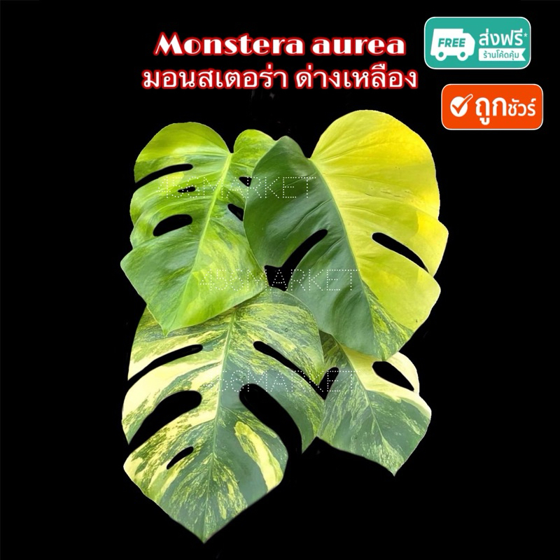 ใหม่ Monstera aurea พันธุ์ด่าง *มอนสเตอร่า ด่างเหลือง*