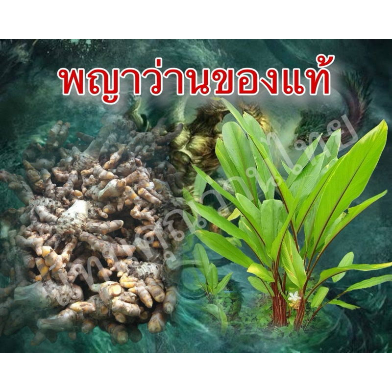พญาว่านต้นเก่าแก่โบราณ