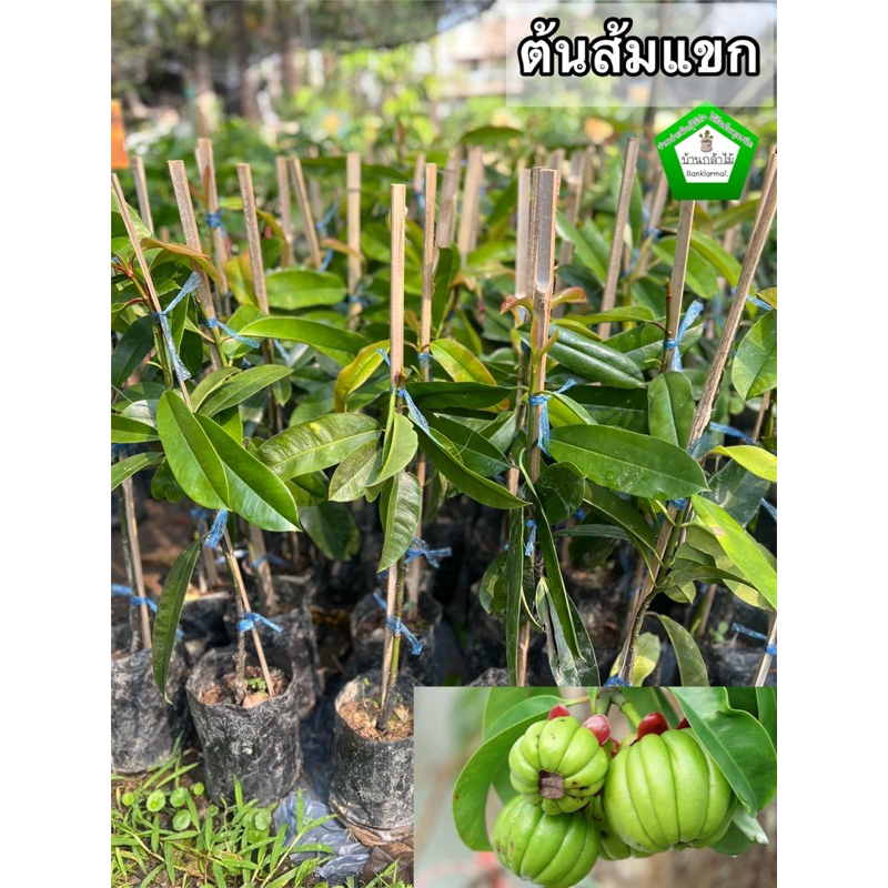 ต้นส้มแขก ต้นแข็งแรง ระหว่างขนส่งสินค้าเสียหาย ทางร้านรับผิดชอบทุกรณีจ้า