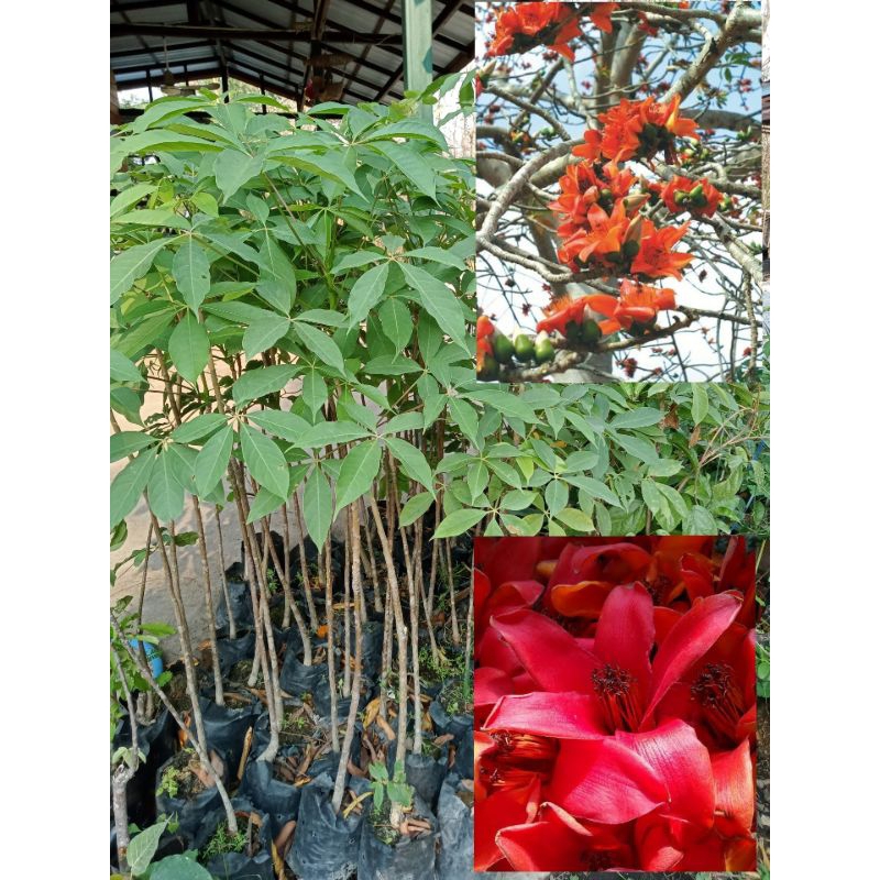 ต้นงิ้ว งิ้วแดง งิ้วหนาม ส่งฟรี