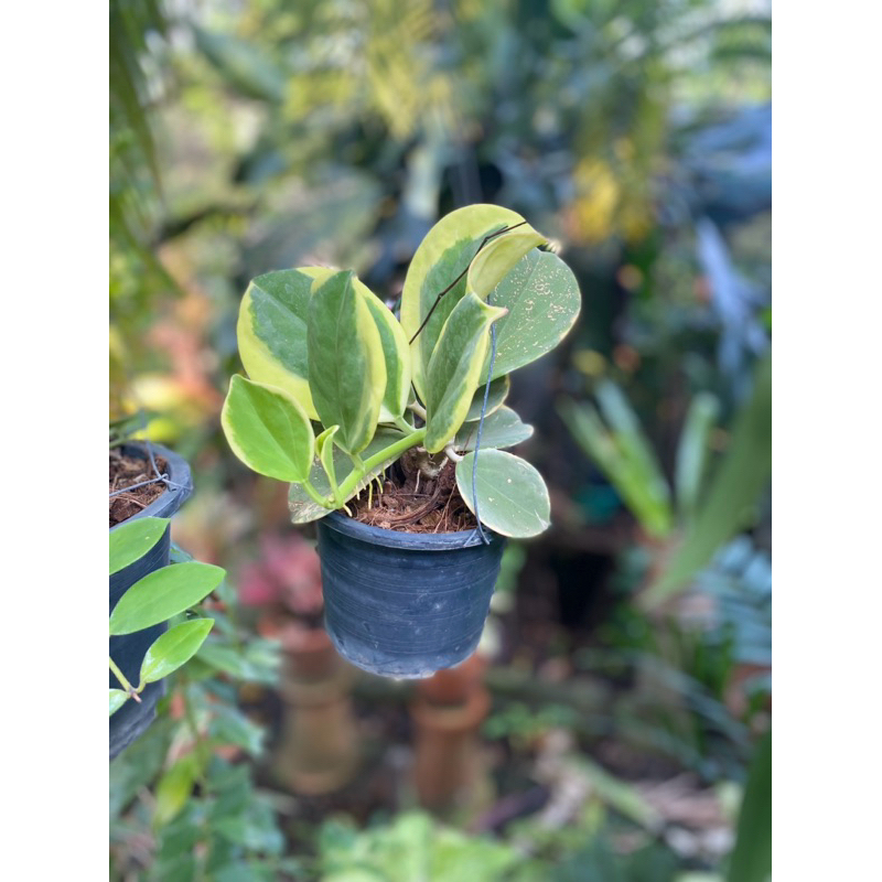 Hoya  pachyclada variegated