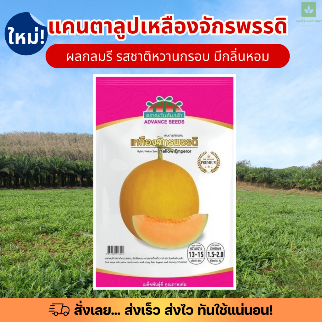 ซองพรีเมี่ยม แคนตาลูป เหลืองจักรพรรดิ 80เมล็ด เมล็ดพันธุ์แคนตาลูป ตะวันต้นกล้า