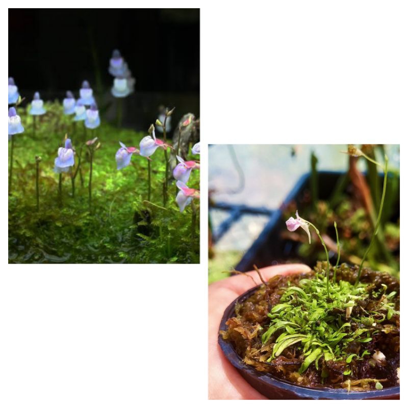 Utricularia graminifolia พืชกินแมลง เลี้ยงง่าย