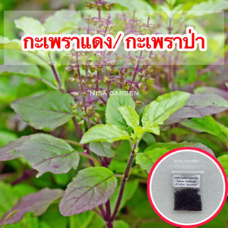 เมล็ด​พันธุ์​ กะเพราแดง งอกง่าย โตเร็ว🔥ซื้อ 5 แถมฟรี 1 🔥