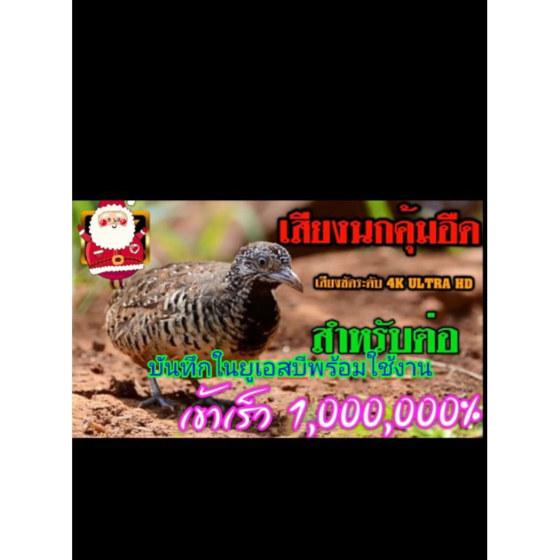 เสียงสำหรับต่อนกคุ่มบันทึกในยูเอสบีUSBพร้อมส่งทุกวัน