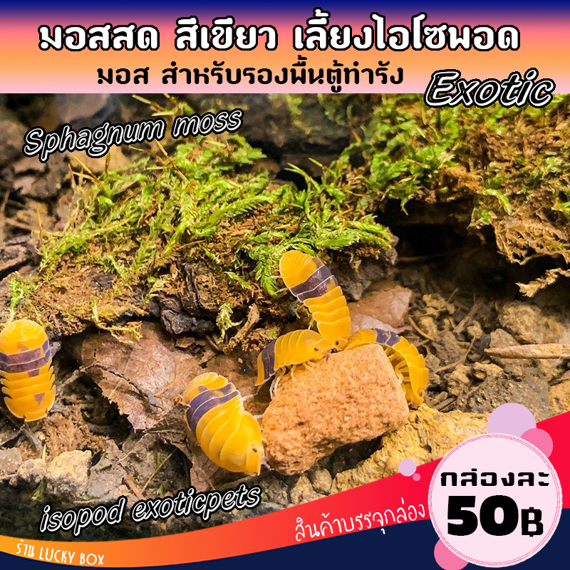 มอสสด คุณภาพดี มอสเลี้ยงไอโซพอด isopod มอสกล่องละ 50 บาท