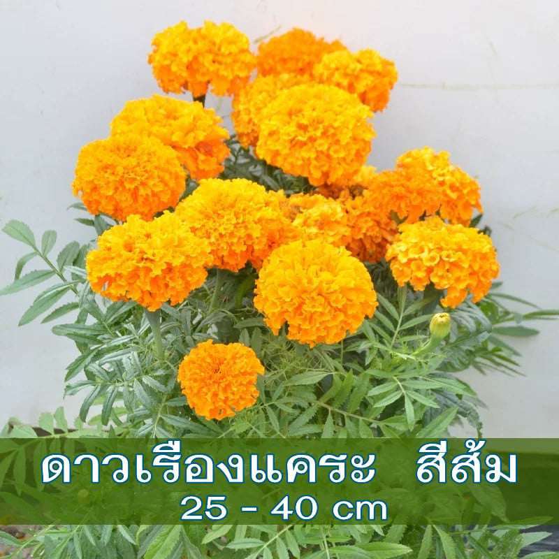 60+ เมล็ด เมล็ดดอกดาวเรืองแคระ สีส้ม (หายาก ปลูกง่าย ดอกสีส้มสวยมาก ต้นแคระ ต้นสูงเพียง 25-40 ซม. ออกดอกดก)