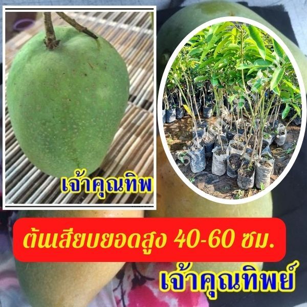 มะม่วงเสียบยอด 1 ปี ได้กินผล มะม่วงเจ้าคุณทิพย์ 1 ต้น