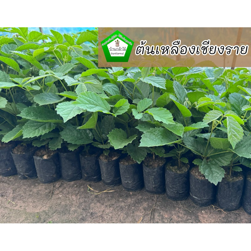 ต้นเหลืองเชียงราย ดอกสีเหลือง 🌼 ต้นแข็งแรง🌿 สินค้าเสียหาย แจ้งทางร้านได้เลยจ้า