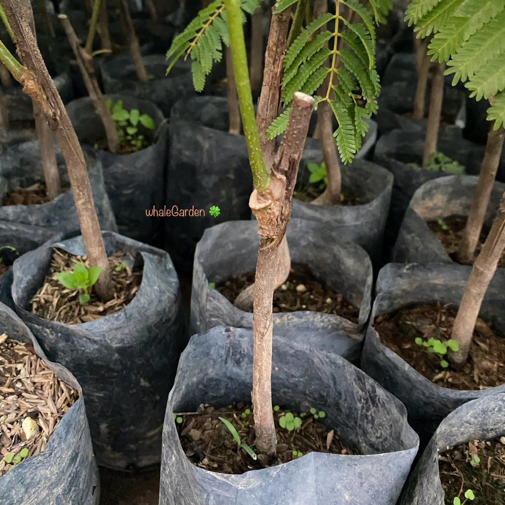 ต้นสะตอ สะตอใต้ พันธุ์ สะตอข้าว กิ่งติดตา ให้ผลเร็ว1ปี (Bitter bean) สะตอ (รับประกัน ส่งใหม่ฟรี หากสินค้าเเสียหาย!!) - รูปที่ 3