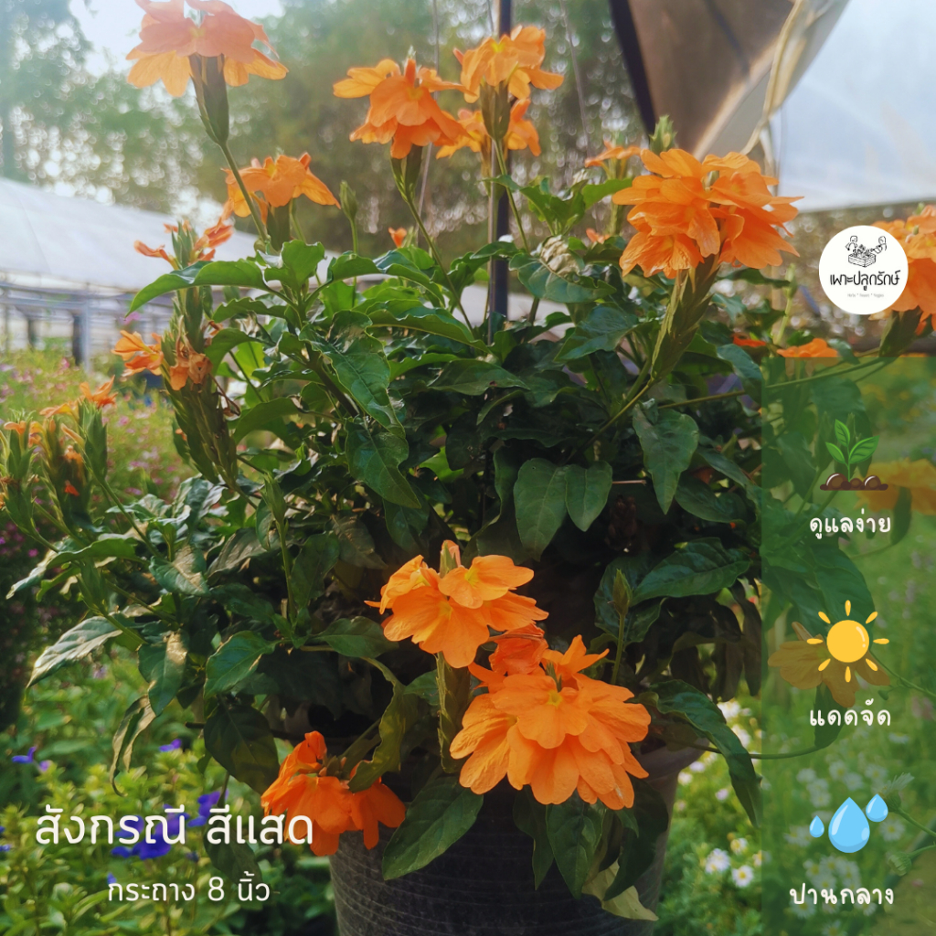 ต้นสังกรณี สีแสด #สังกรณีใบมัน Fire-cracker flower