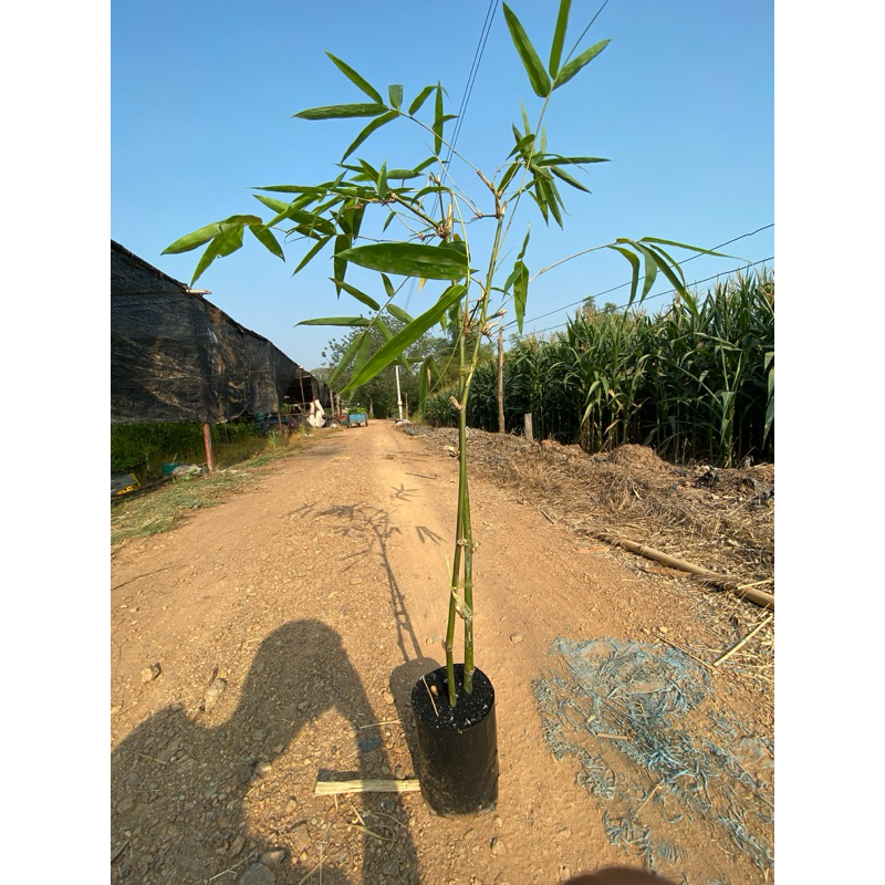 ต้นไผ่ ซางหม่น (ต้นสวย ราคาถูก ถุงดำ สูง 75-100 cm) (❗️❗️ ซื้อ 10 ต้น แถม 1 ต้น ❗️❗️)