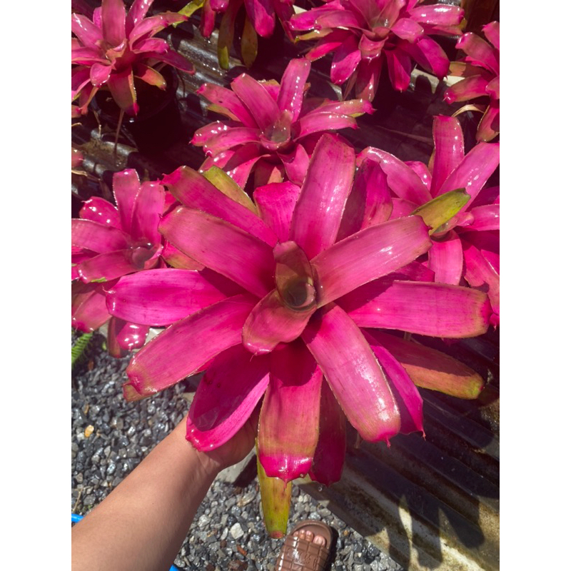 Neo. Sexy Pink/นีโอเซ็กซี่พิ้ง ไม้ชมพูหวานๆ กระถาง8นิ้ว #สับปะรดสี #bromeliad#ไม้เกาะตอ #ไม้ประดับ #ไม้จัดสวน