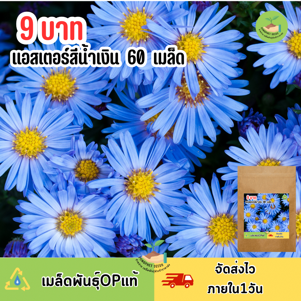 พิเศษ 9 บาท ดอกแแอสเตอร์สีน้ำเงิน 60 เมล็ด