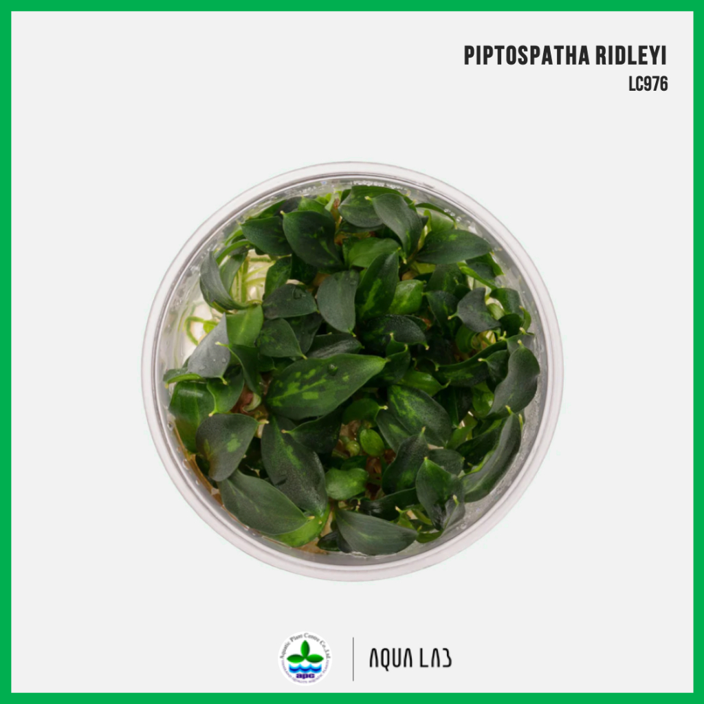 [APC] Piptospatha ridleyi [ไม้น้ำ - Aquatic Plants] LC976